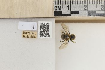 Media type: image;   Entomology 792440 Aspect: Labels